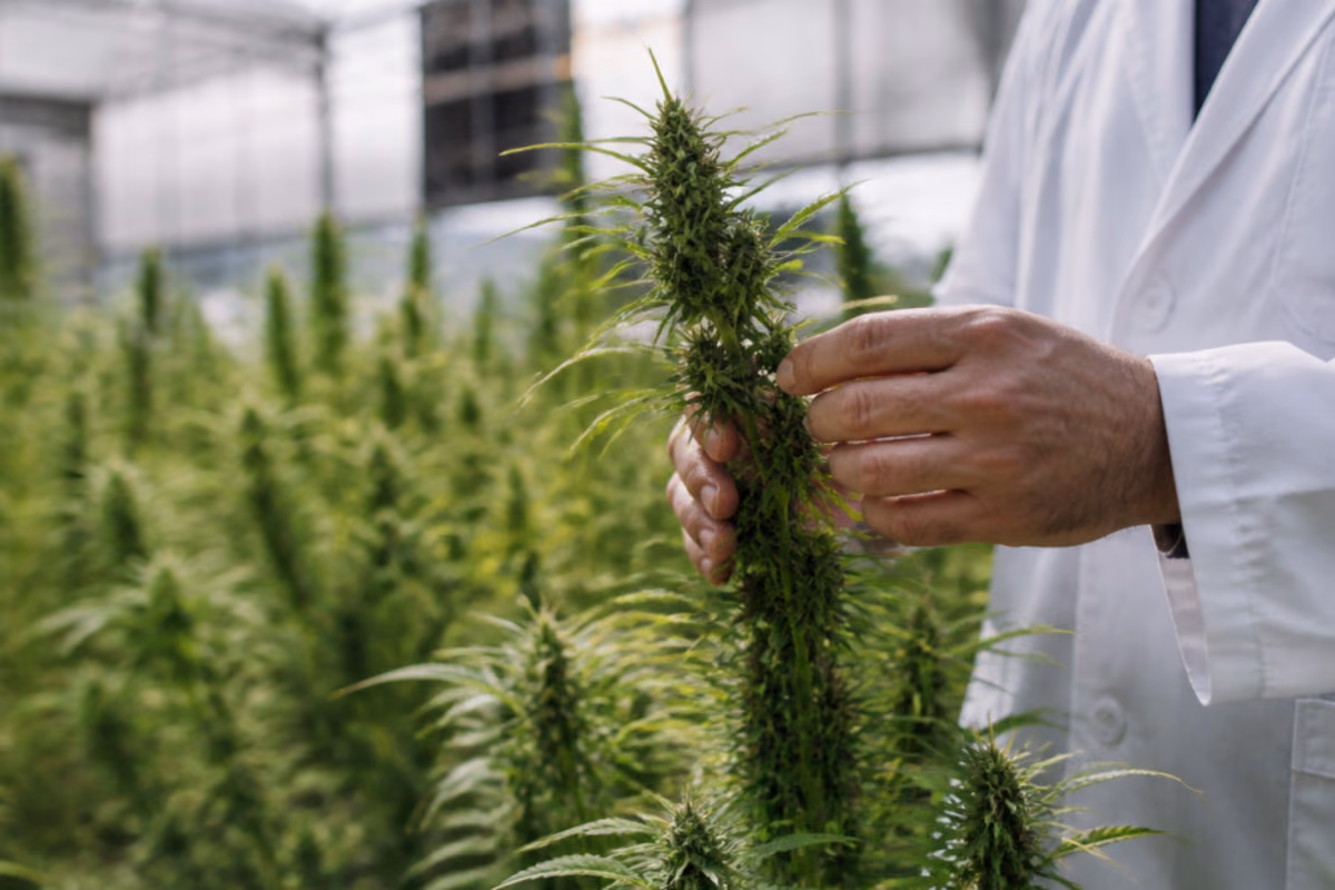 Fehér köpenyes kutató kannabiszvirágot vizsgál egy üvegházban, háttérben zöld kenderültetvény