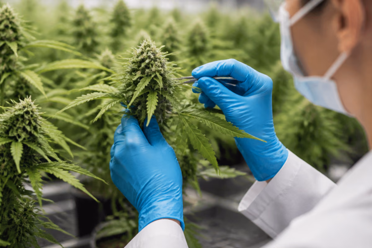 Fehér köpenyes kutató kék kesztyűben csipesszel vizsgál medicinális kannabisz virágot üvegházban