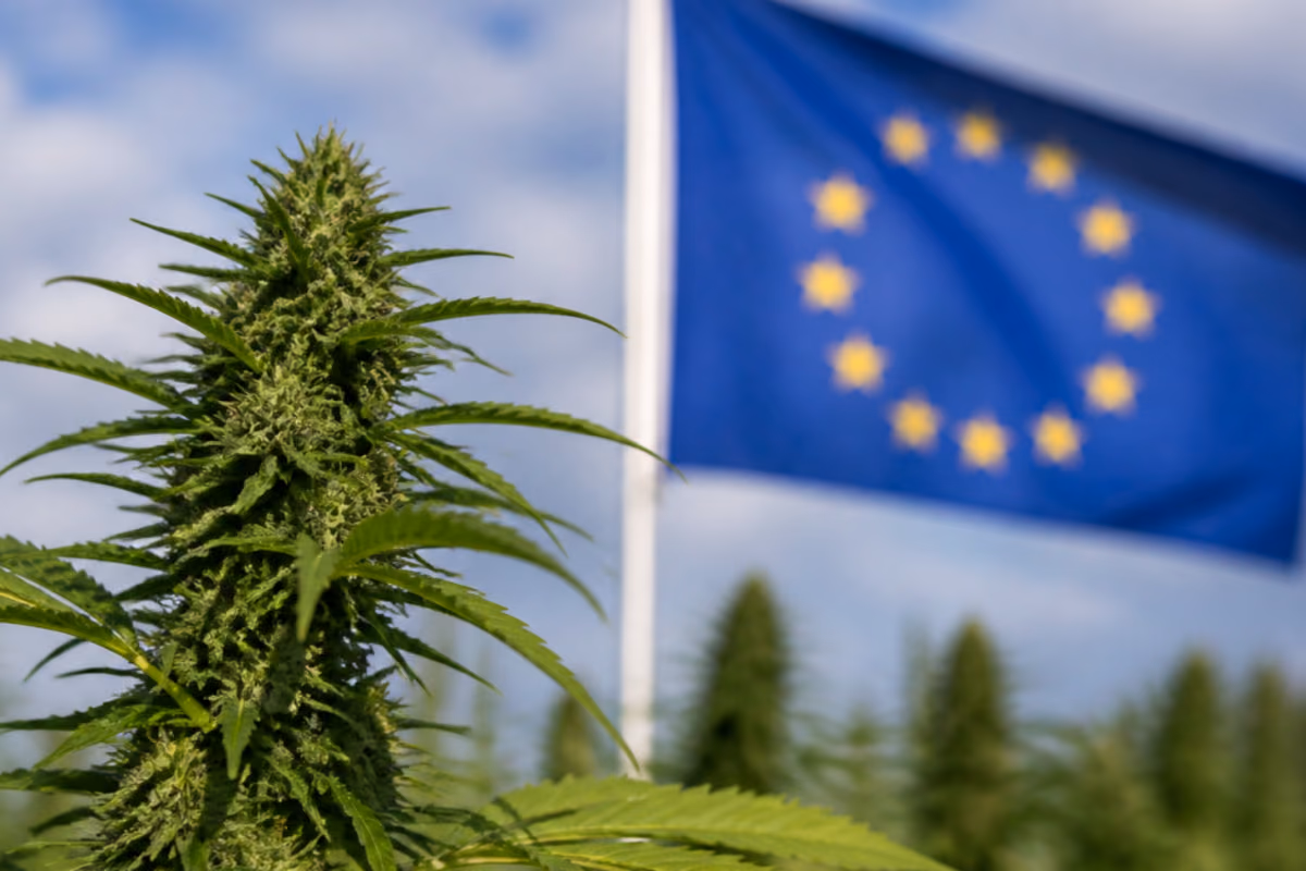 Virágzó kannabisznövény közelről, háttérben kifeszített európai uniós zászló és kék ég