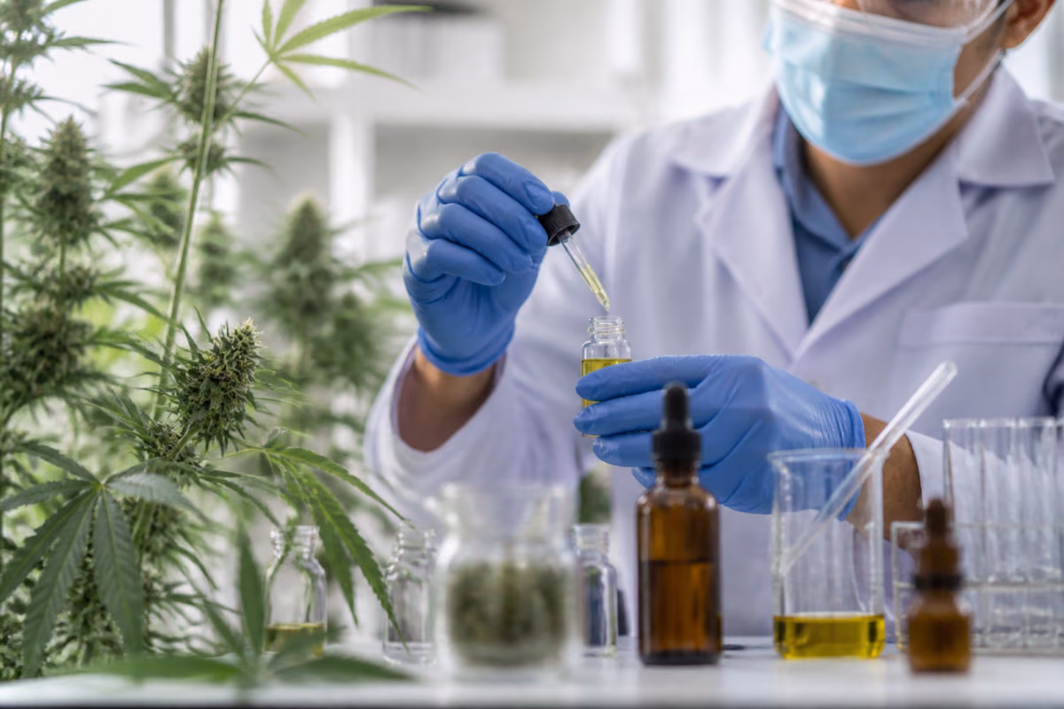 Laboratóriumi kutató pipettával kannabiszolajat tölt egy üvegcsébe virágzó kannabisznövények mellett